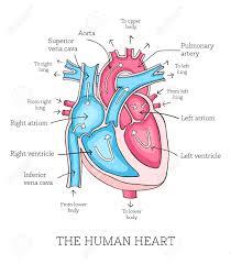 Heart Diagram With Blood Flow Technical Diagrams