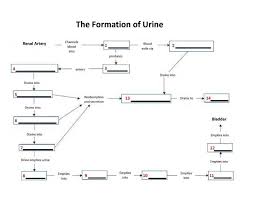 Urinary System Urine Flow Chart Bedowntowndaytona Com