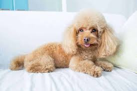 poodle smart easy to train energetic