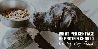protein should be in dog food