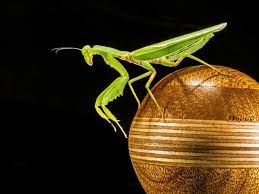where to find live praying mantis