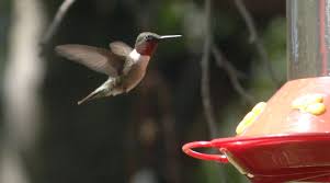 Lois White S Hummingbird Haven