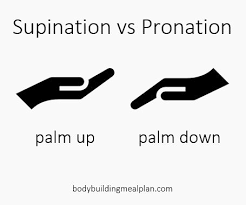 supination vs ation hand position