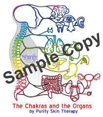 Chakra Organs Chart