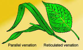 what do you mean by leaf venation