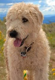 soft coated wheaten terriers what s