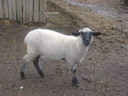 File:Suffolk (sheep) - Oveja - Borrega.JPG - Wikimedia Commons
