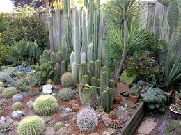 Berkeley Cactus Garden Cactus Jungle