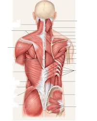 That action is accomplished primarily by the combined actions of the deltoid muscle in the uppermost extent of the arm, the pectoralis major. Shoulder Arm And Torso Muscles Diagram Quizlet