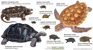 Turtle Species Classification Facts Britannica