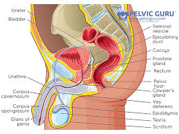signs and symptoms of pelvic floor