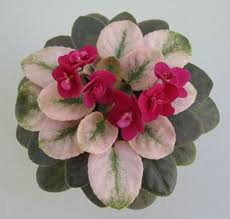 I am looking forward for the babies to appear from the… Pin On African Violets I Have