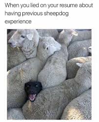 We did not find results for: Dopl3r Com Memes When You Lied On Your Resume About Having Previous Sheepdog Experience