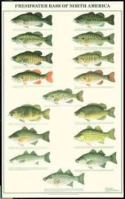 Free Bass Fish Pictures Bass Fish Chart Fishing Fish