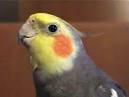 2 parrots singing and talking cockatiels videos <?=substr(md5('https://encrypted-tbn0.gstatic.com/images?q=tbn:ANd9GcQgE4tImQaH__Njmv_BkXdqH1G1MyVMB_nnCokjH260ELfPA73dRcdMMThO'), 0, 7); ?>