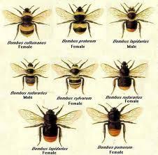 19 Best Bees Images Bee Bee Keeping Mason Bees