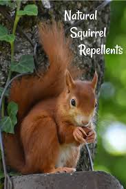 Natural Squirrel Repellent Ideas Keep