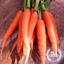 Short 10 to 12 tops. Organic Scarlet Nantes Carrot Heirloom Organic Seeds Sustainable Seed Co Sustainable Seed Company