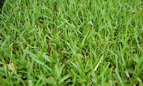 If you've taken a walk around your property and recognized crabgrass growing among the kentucky bluegrass, zoysia and fescue, don't despair. What Is Zoysia Grass Guide To Growing Zoysia Grass Problems
