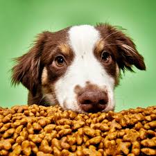 11 best dog foods 2024 the strategist