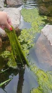 string algae in my backyard fish pond