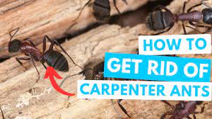 how to get rid of carpenter ants don t