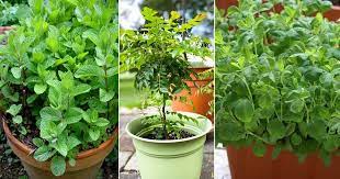 How To Grow An Indian Herb Garden 10