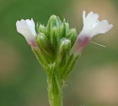 Verbena officinalis Calflora