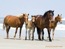 can-you-drive-to-see-wild-horses-in-outer-banks
