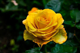 yellow rose images free on