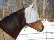 why-do-horses-wear-masks-can-they-see