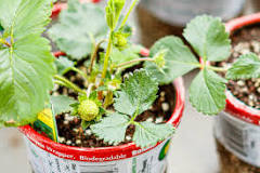 how-deep-should-a-strawberry-pot-be