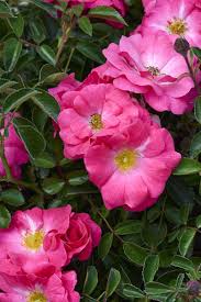 flower carpet pink supreme rose rosa