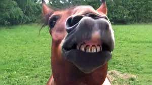 Here's our funny horse pictures collection. Hilarious Horses Funny Horse Videos Youtube