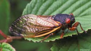 @conspiracystuff new cicada 3301 puzzle? Cicadas An Insect Horde Global Ideas Dw 07 08 2017