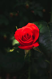 Free for commercial use high quality images 350 Red Rose Images Hq Download Free Pictures On Unsplash