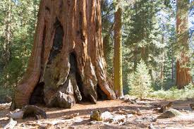 exploring giant sequoia groves