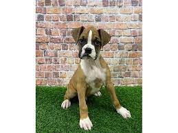 Their neat white coats and cute puppy dog eyes are matched by a funny personality that will make white boxers were originally part of the police force, but their coats made them easy to spot at night. Boxer Puppies Petland St Louis Missouri