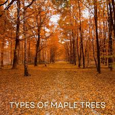 10 types of maple trees a journey