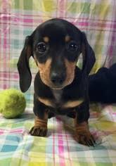 Earn points & unlock badges learning, sharing & helping adopt. View Ad Dachshund Puppy For Sale Near South Carolina Sumter Usa Adn 70366