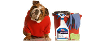 removing pet stains in your home four