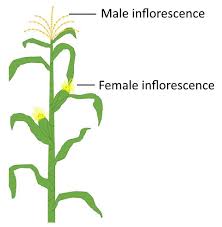 Both male and female plants may have flowers, but one will have male flowers and the other female flowers. Monoecious Plants Are A If Both Male And Female Flowers Class 11 Biology Cbse