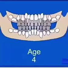 Wisdom teeth are always the teeth furthest back in each quadrant of the mouth. Pin On Dental Videos