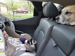 Car Rides With Your Dog And Baby A
