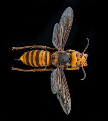 anese giant hornet clification
