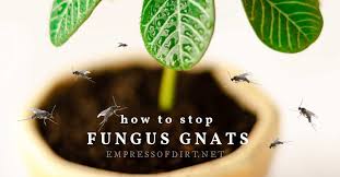 Fungus Gnats On Houseplants