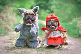 50 cute dog halloween costumes funny