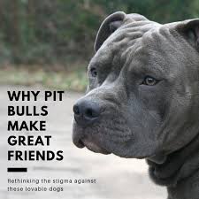 not all pit bulls are dangerous why