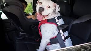 The Top Dog Car Seats To Keep Your Best