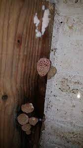 Mushrooms Growing In My Cellar Help